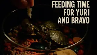 Feeding Time for Yuri & Bravo 🐢 😍| Relaxing Tortoise ASMR + Close-Up Moments
