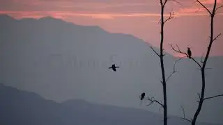 Stock Video - Cormorant flying in slow motion as other roost in the trees