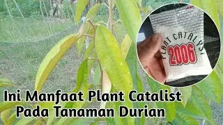 Manfaat Pupuk Plant Katalis 2006 Mengatasi Daun Durian yang menguning