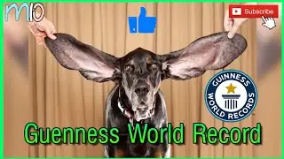 17 World Record Breaking Animals. MLO