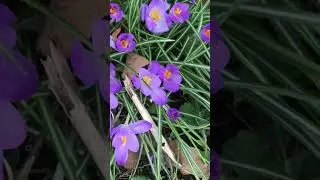 #crocus#flowers#