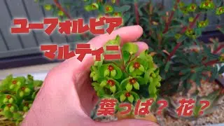 【ユーフォルビア マルティニ】 これ&hellip; 葉っぱ？ 花？ どうやらこれが花(開花)みたいです！