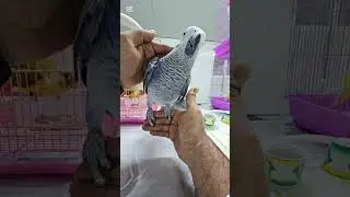التوتر العصبي في هذا الكاسكو غير معروف لكن في اسباب و احتمالات كثير و منها الإهمال و قلة في التغذيه