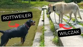 ROTTWEILER VS WILCZAK CZECHOSŁOWACKI