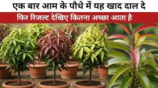 Best Organic Fertilizer for mango plant | आम के लिए सबसे अच्छा खाद 