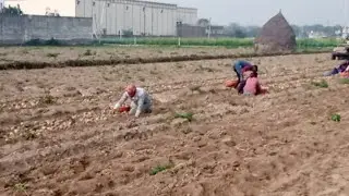 मथुरा में आलू की खुदाई शुरू।65 पैकेट/बीघा औसतन पैदावार।जिले में निकल रहा उम्मीद के मुताबिक