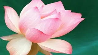 Tanya Hastings  Holistic Counselor  Boston MA