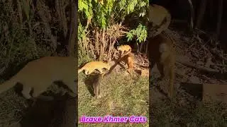 Brave Khmer Cats Catch a Big Snake: Shocking but Amazing! #catvideo #catshorts #catlovers