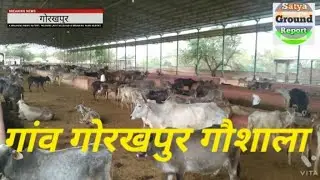 गांव गोरखपुर मे बाबा गोरखनाथ गौशाला मे गौशैड निर्माण कार्य जारी , गौशाला प्रगति की ओर, देखिए रिपोर्ट