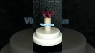 emax press anatomy 🦷 stomatology implants ZrO2 Санкт Петербург эмакс пресс полная анатомия виниры