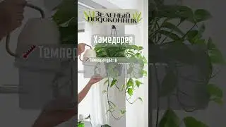 ЧТО? ХАМЕДОРЕЯ? Это что за покемон? #short #интерьер #дом #цветы #растения #факты #позновательно