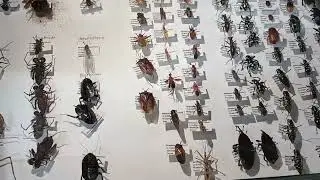 INSECT COLLECTION I ENTOMOLOGY STUFF