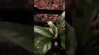 Plants For New Bioactive Enclosure!🪴🌱