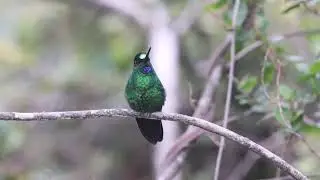 Buff winged Starfrontlet at Reserva Yanacocha, Pichincha, Ecuador