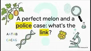 Melon's Genetic Blueprint for Lateral Branching