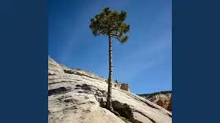 I Am a Lodgepole Pine