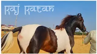 SG Stud Farm's Stallion Raj Ratan Uncut Video Clips of Pushkar Mela 2021 | Udaipur Palace Line