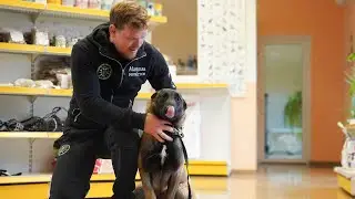 Ką daryti, kai šuo tampa namų karaliumi ir kelia elgesio problemas?