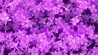 Flowers Lilac Falling Abstract Background Video | Ultra HD 4K