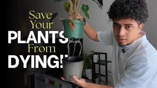 Do This To Save Your Plants | New Leaves Dying? It Might Be Time to Repot | Daily Vlog 48
