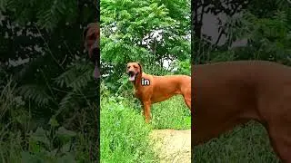 This Dog Was Bred to Hunt Lions&mdash;Seriously
