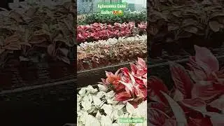 Rare Agloenema Gallery Imported Plants| Silang Nursery Plant Tour