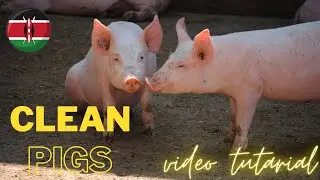 The Modern Pig Farm: The Automatic, Modern Way to Process Pig Meat