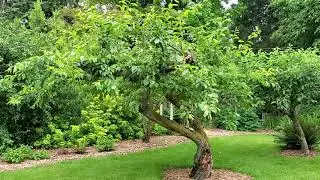 Backyard Habitat Tour