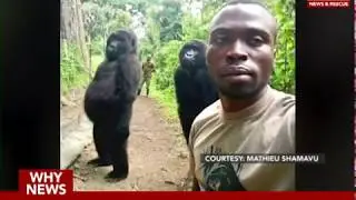 Congolese ranger gorilla selfie goes viral