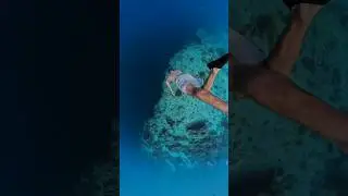 No better place to hang out #maldives #kuredu #snorkelling #seaturtle