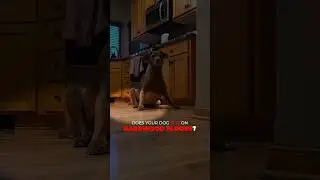 How To Stop Your Dog From Slipping On Hardwood Floors