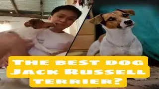 Vlog.1- Jack Russell terrier Facts (Tagalog)