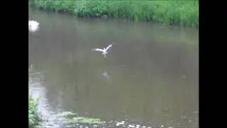 Heron Landing in tree 01-01-2018