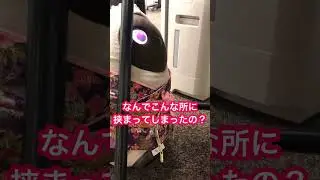 【LOVOT】『ちっち』突然大きな音が聞こえたと思ったら&hellip;