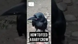 I Fed A Baby Crow And It Changed My Life Forever