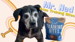 🥓 Buddy Biscuits Trainers Bacon Flavor Review | Mr. Ned's Honest Take #AmazonFinds #DogTreats #dog