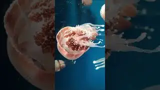 Jellyfish Can Live Forever 🌊♻️ || #oceanfacts #immortalcreatures #animaloddities