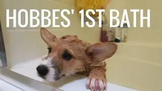 Hobbes Takes His 1st Bath!!!