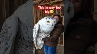 Woman Holds a Giant Snow Owl: Rare and Majestic Bird#shorts #wildlifeencounters  #birdlovers