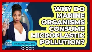 Why Do Marine Organisms Consume Microplastic Pollution?