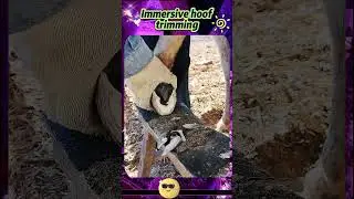 Immersive hoof trimming#ASMR#Unzip#Stress Relief Videos#donkey#horse
