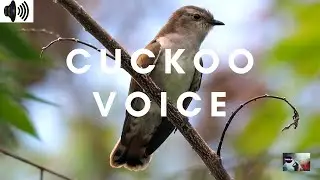 CUCKOO VOICE | BIRDS | CUCULIDAE | TAXON | ODIDIMORPHAE | TRIZZLER |