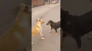 kaali pagal hogyi 😂😂 #dogshorts #doglife #playtime #indiedogs #naughtypets #naughtydog #shorts