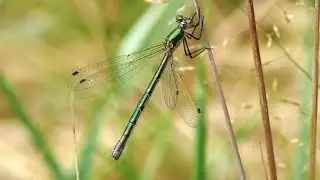 Стрекоза. Лютка дриада. ( Lestes dryas )