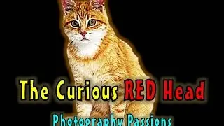 NOSEY, CUTE, CAT ANTICS: Ginger Tabby's Curiosity