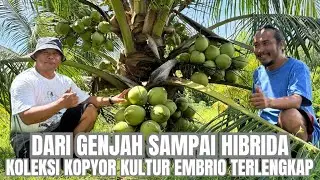 KOLEKSI KOPYOR KULTUR EMBRIO PROFESOR KOPYOR DI KAMPUS TANI DESANOMIK