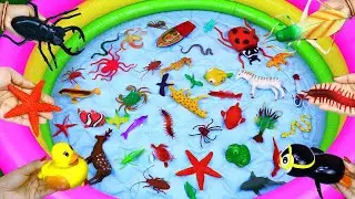 Beetle star fish duck grasshopper centipede penguin frog deer turtle crab clown fish spider octopus