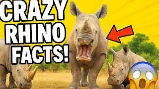 Последние гиганты: 🦏 Потрясающие факты о носорогах и как их спасти