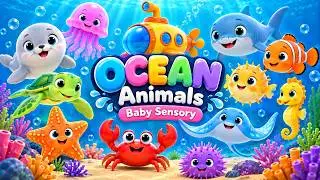 Ocean Animals Baby Sensory 🐠🌊 | Gentle Visual Stimulation for Babies