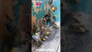 Harvesting Bee Pollen: Nature's Gold #BeeBuzzUa #tiktok #beekeeping #bee #shorts
